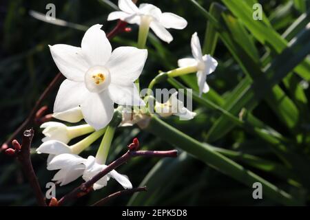 Narcissus ‘Inbal’ / Daffodil Inbal Division 8 Tazetta Daffodils Mehrköpfige, stark duftende weiße Narzissen mit kleiner Tasse, Februar, England, Großbritannien Stockfoto