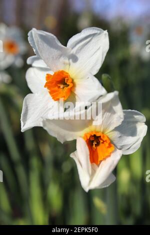 Narcissus ‘Cragford’ / Daffodil Cragford Division 8 Tazetta Daffodils Mehrköpfige, stark duftende Narzissen mit orangefarbenem Becher, Februar, England, Großbritannien Stockfoto