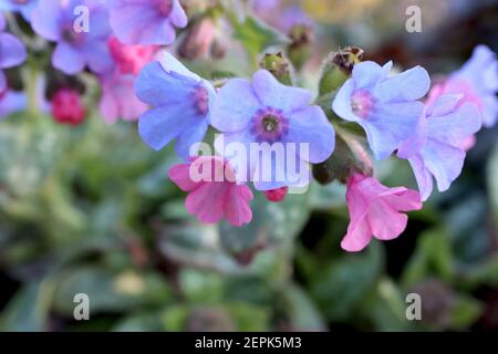 Pulmonaria ‘Trevi Fountain’ Lungwort Trevi Fountain – rosa, blaue und violette Blüten, Februar, England, Großbritannien Stockfoto