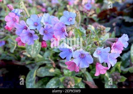 Pulmonaria ‘Trevi Fountain’ Lungwort Trevi Fountain – rosa, blaue und violette Blüten, Februar, England, Großbritannien Stockfoto