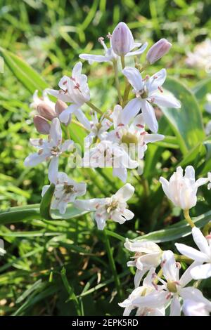 Scilla siberica ‘Alba’ Siberian Squill Alba – White Squill Februar, England, Großbritannien Stockfoto