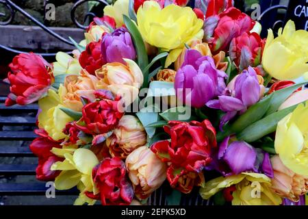Tulipa Haufen / Haufen gemischter Tulpen Stockfoto