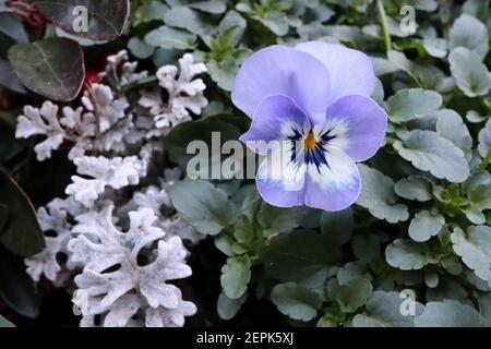 Viola ‘Sorbet Marina’ Pansy Sorbet Marina – dreifarbiger Flieder und weißer Stier mit dunkelblauen Whiskys, Februar, England, Großbritannien Stockfoto