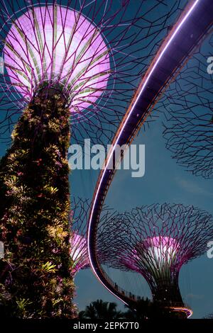 Licht- und Musikshow im Super Tree Grove in den Gardens of the Bay in Singapur. Stockfoto