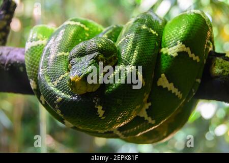 Smaragdbaum-Boa (Corallus caninus) Auf einer Zweigstelle im Zoo von Singapur Stockfoto