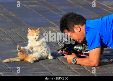 Ein japanisches Filmteam dreht einen Dokumentarfilm über die Straßenkatzen von Marsaxlokk, Malta Stockfoto