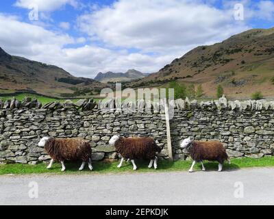 Herdwick Schafe gehen in einer einzigen Datei an einer trockenen Steinmauer in Langdale im Lake District, Cumbria, Großbritannien Stockfoto