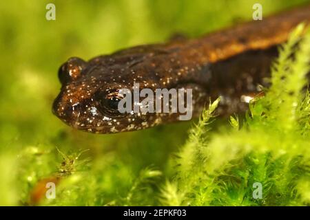 Frontale Nahaufnahme des Kopfes eines untererwachsenen Dunn-Salamanders, Plethodon dunni in Oregon Stockfoto