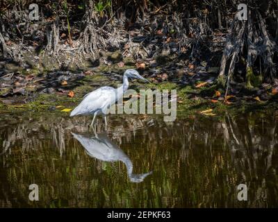 Jungtiere kleine Blaureiher Angeln Stockfoto