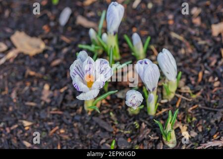 Das erste Zeichen des Frühlings: Krokusblüten Stockfoto