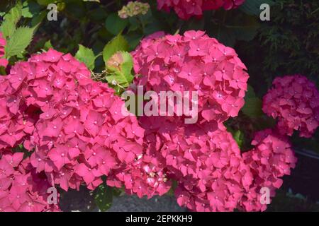 Helle Hortensienblüten im sonnendurchfluteten Garten. Stockfoto