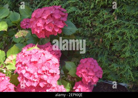 Helle Hortensienblüten im sonnendurchfluteten Garten. Stockfoto