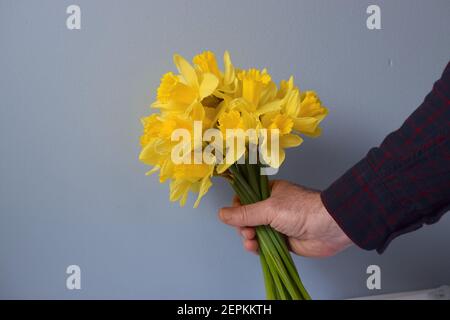 Mann Hand mit hellen natürlichen Narzissen auf hellem Hintergrund. Stockfoto