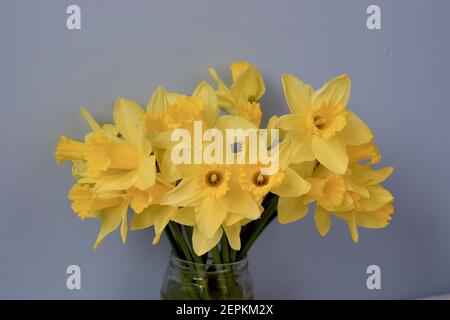 Wunderschönes Bouquet mit natürlich blühenden Narzissen auf blauem Hintergrund. Stockfoto