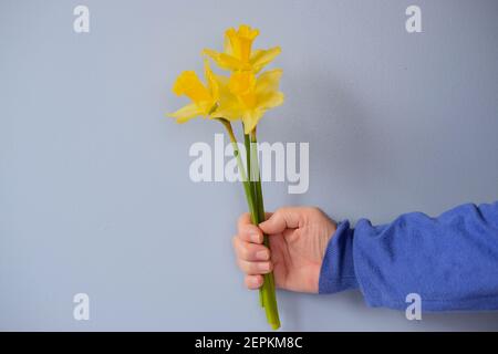 Mann Hand mit hellen natürlichen Narzissen auf hellem Hintergrund. Stockfoto