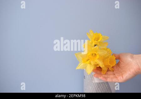 Weibliche Hand mit Narzissen blüht auf grauem Hintergrund. Stockfoto