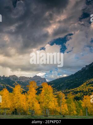 Approaching Storm, Espen, Cimarron Ridge, Abgrund Peak, Uncompahgre National Forest, Colorado Stockfoto