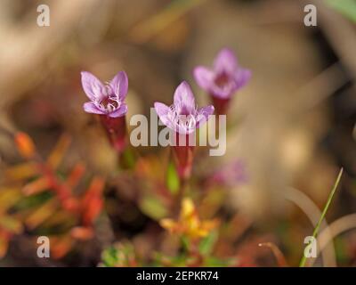 Kleine purpurfarbene Blüten & Knospen von Herbstnentian (Gentianella amarella) aka Herbstzwerg Enzian, oder Herbstfelkraut auf Moorland in Cumbria, England, UK Stockfoto