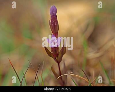 Kleine purpurfarbene Blüten & Knospen von Herbstnentian (Gentianella amarella) aka Herbstzwerg Enzian, oder Herbstfelkraut auf Moorland in Cumbria, England, UK Stockfoto