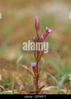 Kleine purpurfarbene Blüten & Knospen von Herbstnentian (Gentianella amarella) aka Herbstzwerg Enzian, oder Herbstfelkraut auf Moorland in Cumbria, England, UK Stockfoto