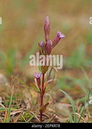 Kleine purpurfarbene Blüten & Knospen von Herbstnentian (Gentianella amarella) aka Herbstzwerg Enzian, oder Herbstfelkraut auf Moorland in Cumbria, England, UK Stockfoto