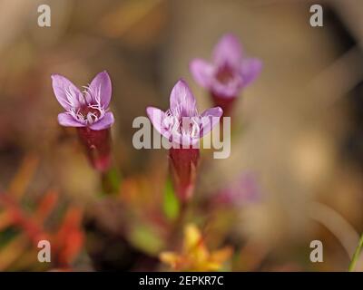 Kleine purpurfarbene Blüten & Knospen von Herbstnentian (Gentianella amarella) aka Herbstzwerg Enzian, oder Herbstfelkraut auf Moorland in Cumbria, England, UK Stockfoto