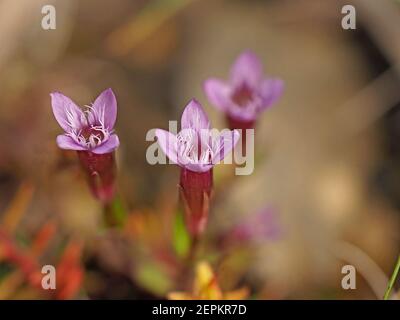 Kleine purpurfarbene Blüten & Knospen von Herbstnentian (Gentianella amarella) aka Herbstzwerg Enzian, oder Herbstfelkraut auf Moorland in Cumbria, England, UK Stockfoto