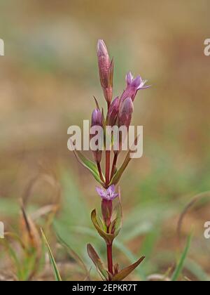 Kleine purpurfarbene Blüten & Knospen von Herbstnentian (Gentianella amarella) aka Herbstzwerg Enzian, oder Herbstfelkraut auf Moorland in Cumbria, England, UK Stockfoto