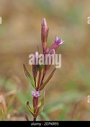 Kleine purpurfarbene Blüten & Knospen von Herbstnentian (Gentianella amarella) aka Herbstzwerg Enzian, oder Herbstfelkraut auf Moorland in Cumbria, England, UK Stockfoto