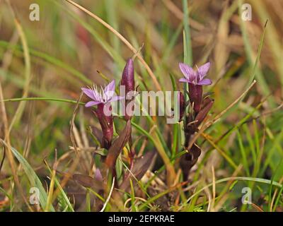 Kleine purpurfarbene Blüten & Knospen von Herbstnentian (Gentianella amarella) aka Herbstzwerg Enzian, oder Herbstfelkraut auf Moorland in Cumbria, England, UK Stockfoto