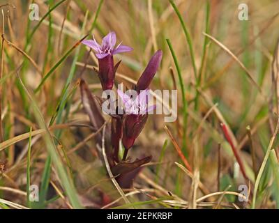 Kleine purpurfarbene Blüten & Knospen von Herbstnentian (Gentianella amarella) aka Herbstzwerg Enzian, oder Herbstfelkraut auf Moorland in Cumbria, England, UK Stockfoto