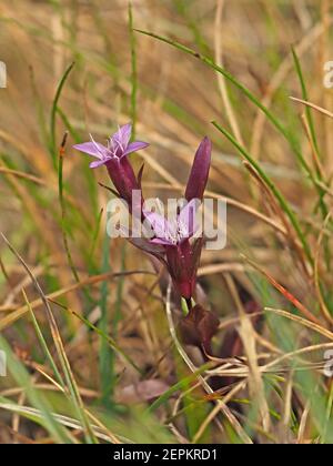 Kleine purpurfarbene Blüten & Knospen von Herbstnentian (Gentianella amarella) aka Herbstzwerg Enzian, oder Herbstfelkraut auf Moorland in Cumbria, England, UK Stockfoto