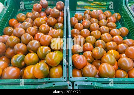 Saftige schwarze Tomaten in einer grünen Plastikbox auf dem Markt. Tomatenhintergrund Stockfoto