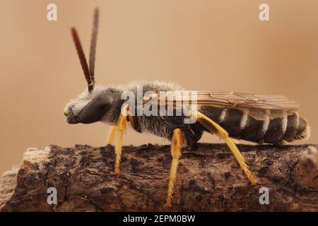 Nahaufnahme des Männchens der großen Bänderbiene, Halictus scabiosae Stockfoto