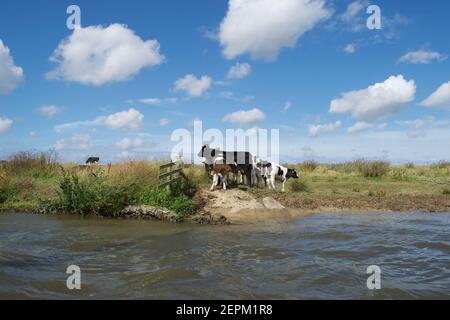 Eine kleine Herde von schwarzen, weißen und braunen Kühen (Bos stier), die an einem Flussufer steht; an einem Sommertag unter einem leuchtend blauen, bewölkten Himmel Stockfoto