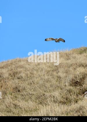 Eine kurzohrige Eule (ASIO flammeus), die auf thermischen Luftströmungen aufsteigt, während sie über langes Gras in Schottland, Großbritannien, Europa jagt. Stockfoto