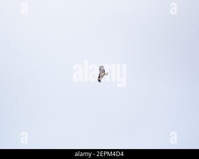 Ein Schwarzohrdrachen, Milvus migrans lineatus, schwebt im Himmel über dem Yomase-Fluss in Yamanouchi, Präfektur Nagano, Japan. Stockfoto