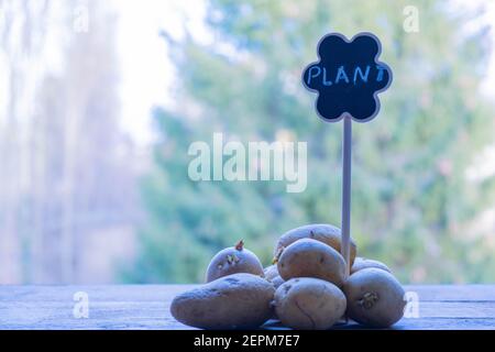 Gekeimt Kartoffeln. Pflanzen von Gemüse im Garten im Frühjahr Stockfoto