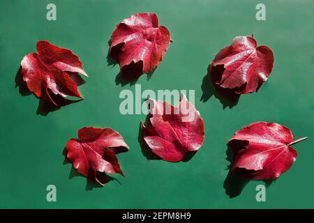 Rote dekorative Wildtraubenblätter auf Grün. Dekorative Fuchs Traube Herbst gefallenes Blatt. Parthenocissus tricuspidata Stockfoto