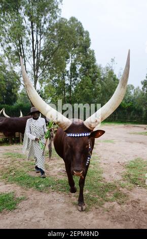 Die langgehörnte königliche ruandische Kuh (Ankole-Rinderrasse - Inyambo) im königlichen Palast in Huye, Ruanda. Stockfoto