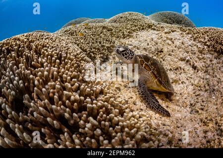 Schildkröte auf Korallen bei Lady Musgrave, Queensland, Australien Stockfoto