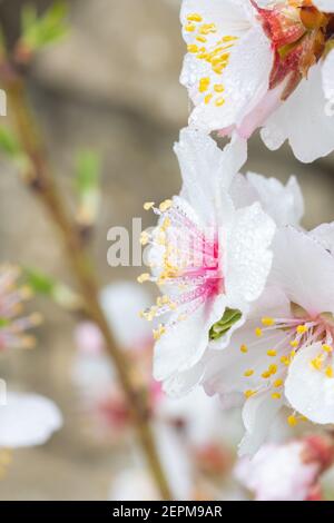 Makro Detail der Mandelblüte nass mit Wassertropfen, Tröpfchen auf Blütenblättern, Filamente und Anthern. Speicherplatz kopieren Stockfoto