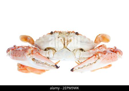 Heiß gedämpfte blaue Krabbe, isoliert auf weißem Hintergrund Stockfoto