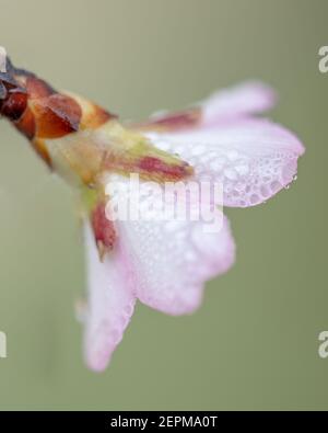 Makrodetail einer rosa und feuchten Mandelblüte gesehen Von hinten mit sehr geringer Schärfentiefe Stockfoto