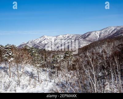 Die verschneiten Wälder der japanischen alpen in der Nähe des Skigebiets Shiga Kogen in der Präfektur Nagano, Japan. Stockfoto