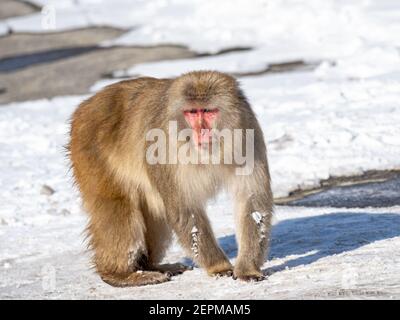 Ein japanischer Makaken, Macaca fuscata, auf der Straße in Shiga Kogen, einem Skigebiet und Naturschutzgebiet in der Präfektur Nagano, Japan. Stockfoto