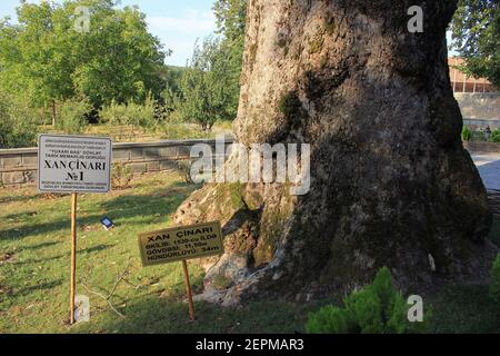 Sheki City. Aserbaidschan. 08.25.2019 Jahre. Hohe alte Platane auf dem Territorium des Palastes des Khans. Gepflanzt im Jahr 1530. Höhe 34 Meter. Breite 11,50 erfüllt Stockfoto