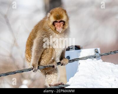 Ein japanischer Makaken, Macaca fuscata, auf der Straße in Shiga Kogen, einem Skigebiet und Naturschutzgebiet in der Präfektur Nagano, Japan. Stockfoto