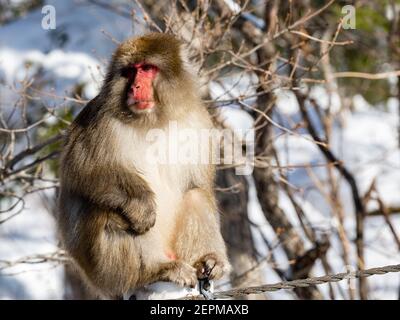 Ein japanischer Makaken, Macaca fuscata, auf der Straße in Shiga Kogen, einem Skigebiet und Naturschutzgebiet in der Präfektur Nagano, Japan. Stockfoto