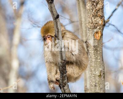 Ein japanischer Makaken, Macaca fuscata, sitzt in einem Baum in Shiga Kogen, einem Skigebiet und Naturschutzgebiet in der Präfektur Nagano, Japan. Stockfoto